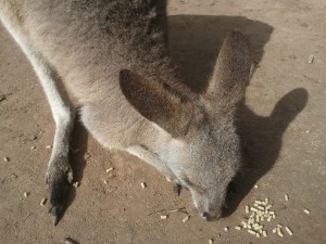 Kangaroo