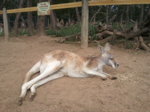 The roos don't give a fuck