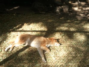 Chilling Dingo