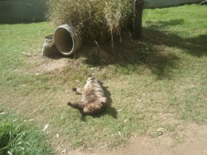 Wombat chilling in the sun
