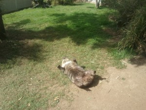 Thomas chilling in the sun